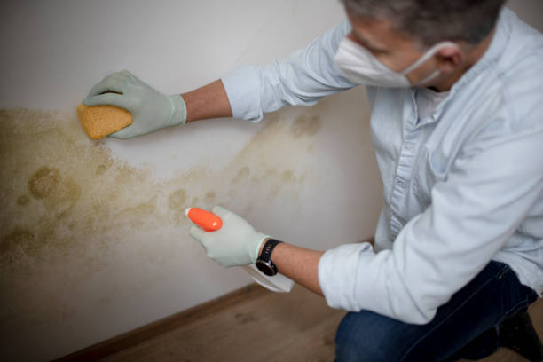 Best Attic Mold Remediation in Farley, KY